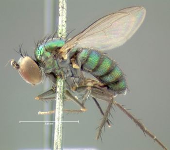 Media type: image;   Entomology 12973 Aspect: habitus lateral view